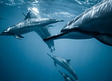 华体会hthsports——开启全新体育竞技体验